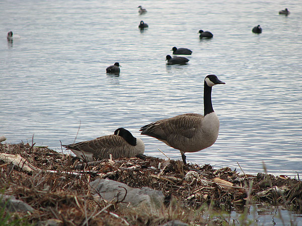 gville-geese