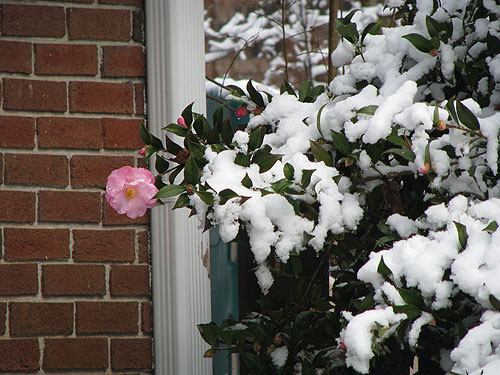 snow-camellia