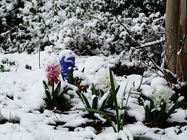 snow-hyacinths