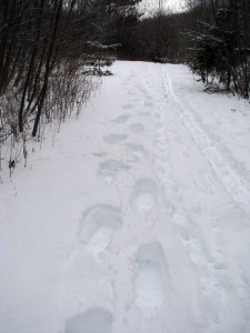 Snowshoeing tracks (or maybe it was Big Foot)