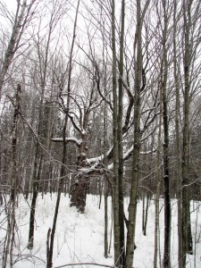 Beautiful maple tree amongst cedar and other trees