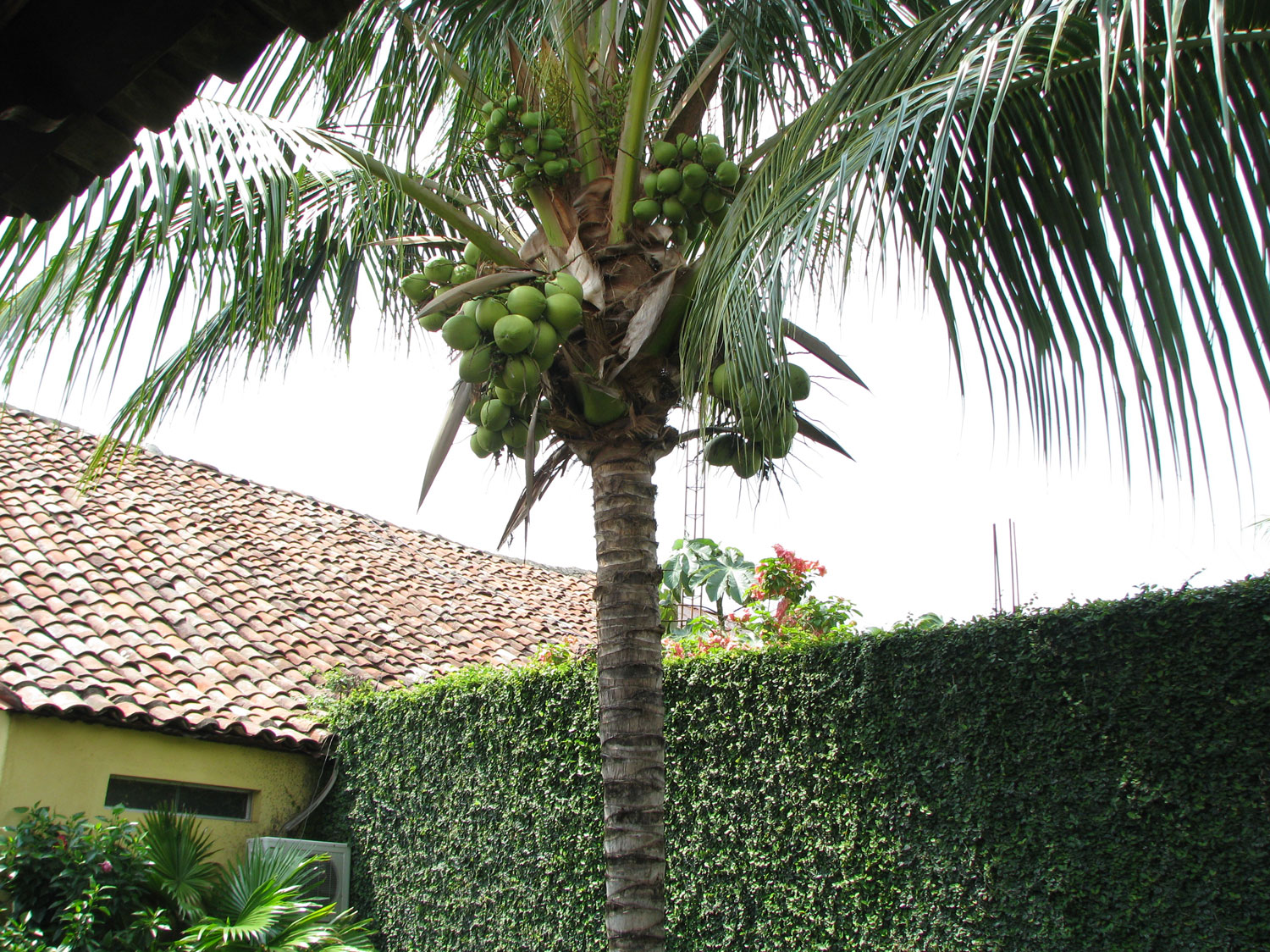 Coconuts on the courtyard palm tree