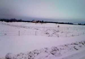 Horses in the snowy countryside