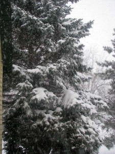 Accumulating on the trees even with all the wind
