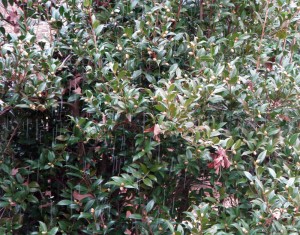 Falling snow - front bush