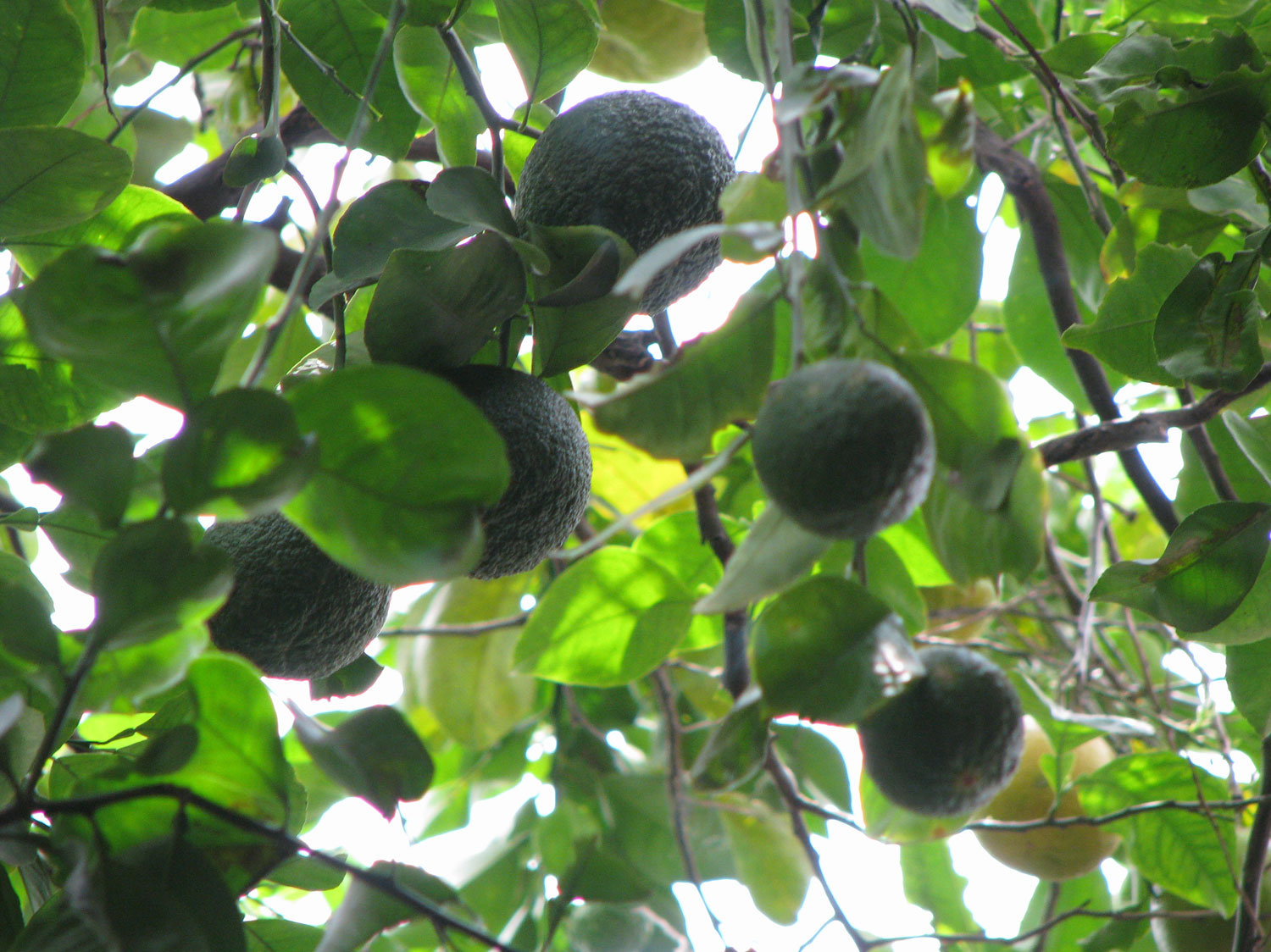 Close-up of the fruit high in a tree inside Jane and Andrew's house.