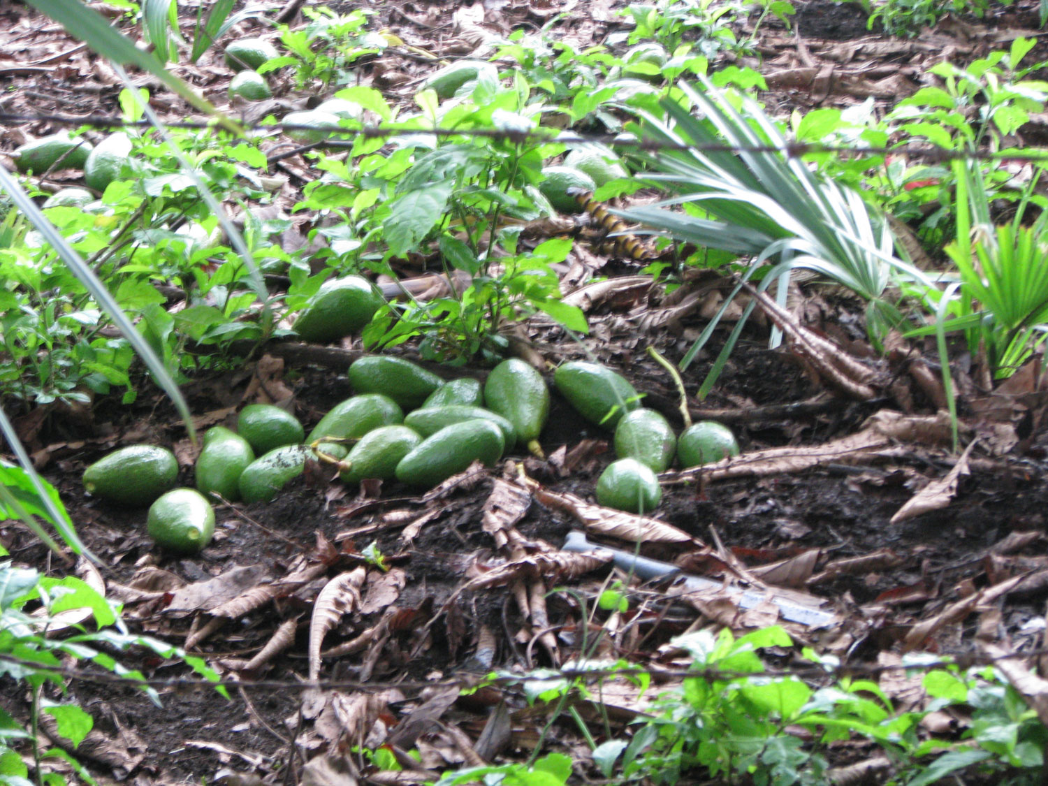 The harvested avacados