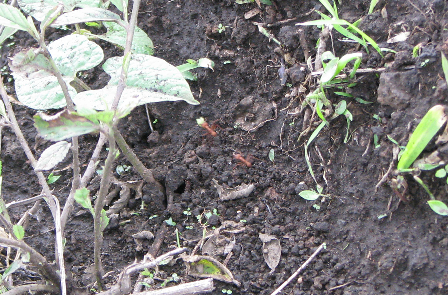 Leafcutter ants like these have been causing all kins of trouble for the reforestation project.