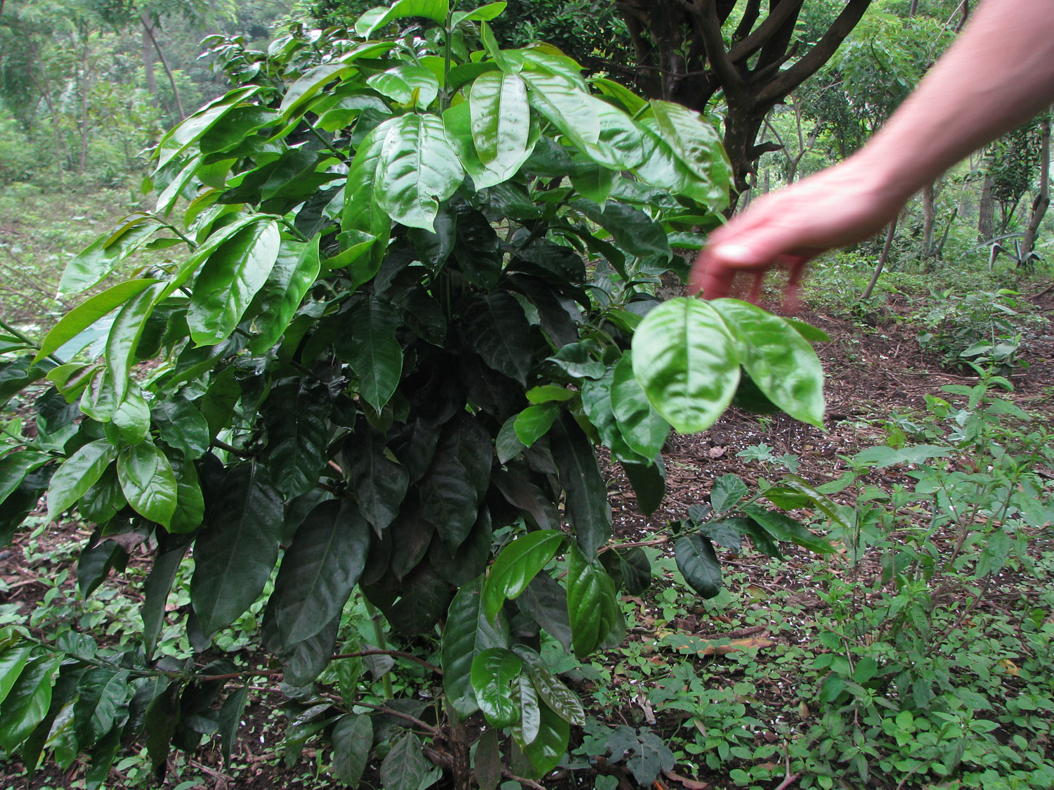 Close-up view of a coffee tree with just the very beginnings of coffee beans