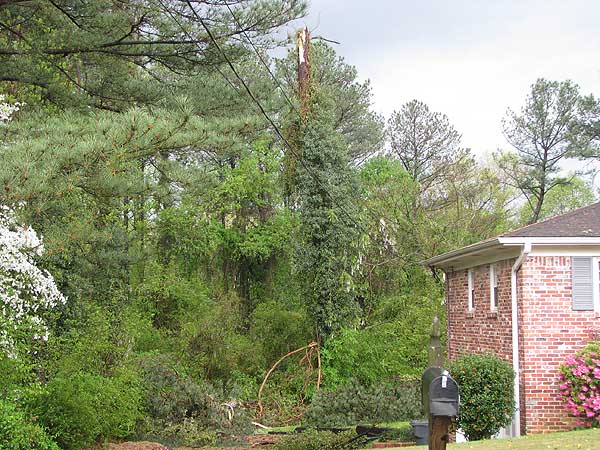 snapped pine tree