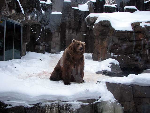 cuddly grizzly bear