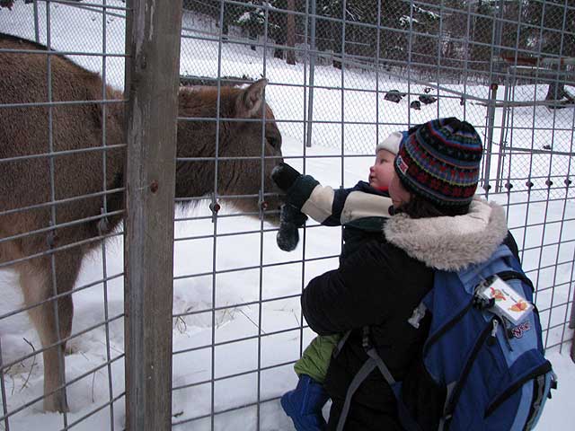 up close with a huge deer