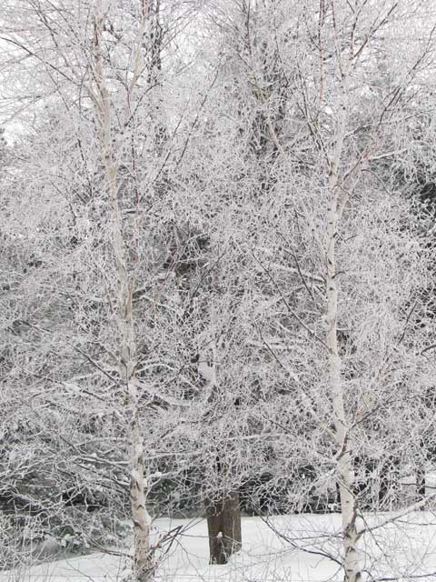 frosty trees