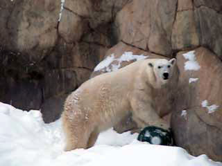 polar bear playing