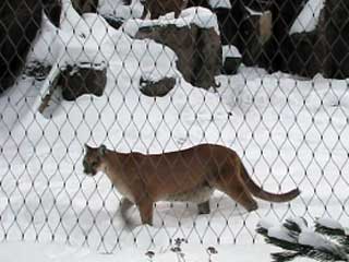 cougars stalking their pen