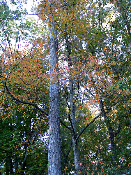 few leaves left