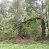 shattered tree from Hurricane Katrina